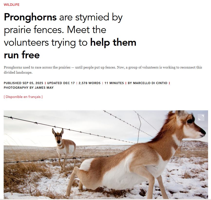 Pronghorns are stymied by prairie fences. Meet the volunteers trying to help them run free, 2025 thumbnail