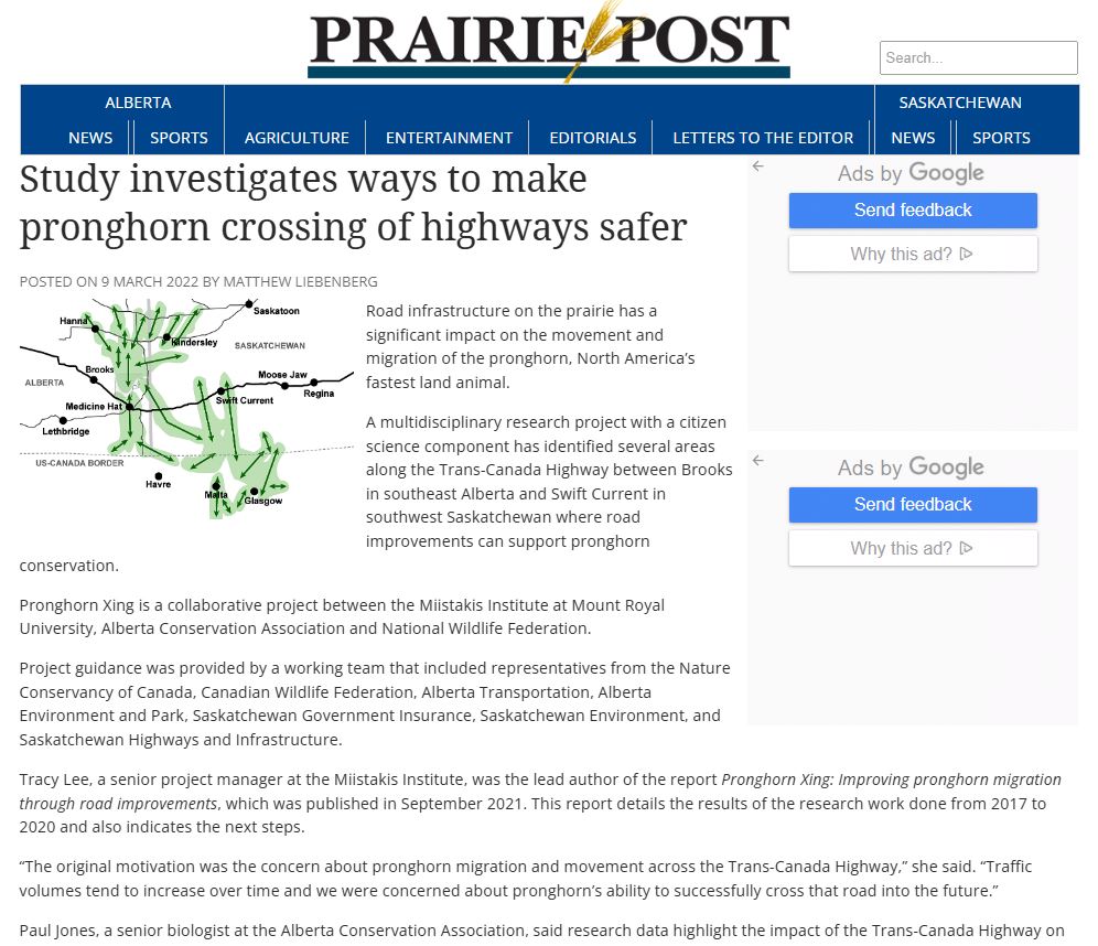 Study investigates ways to make pronghorn crossing of highways safer, 2022 thumbnail