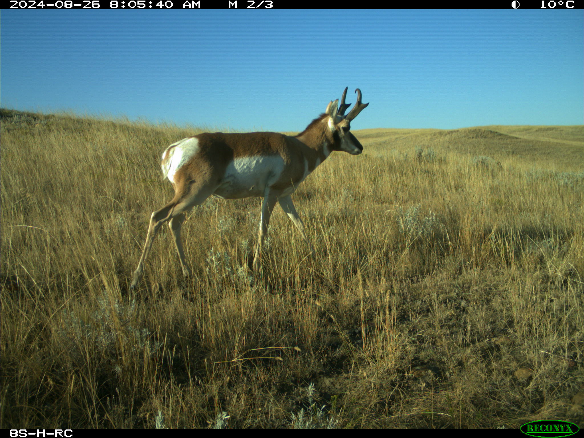 Wildlife camera photo