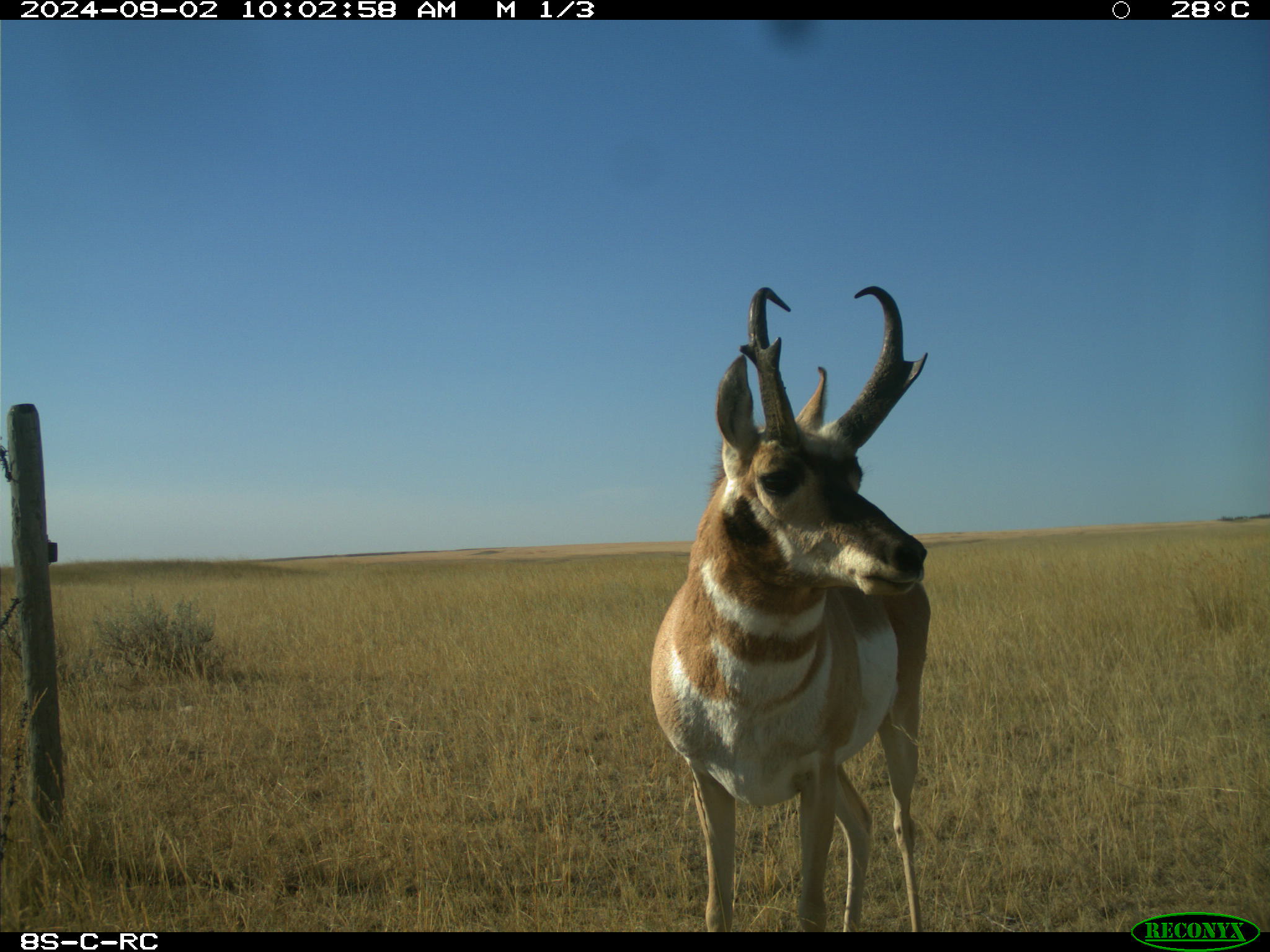 Wildlife camera photo