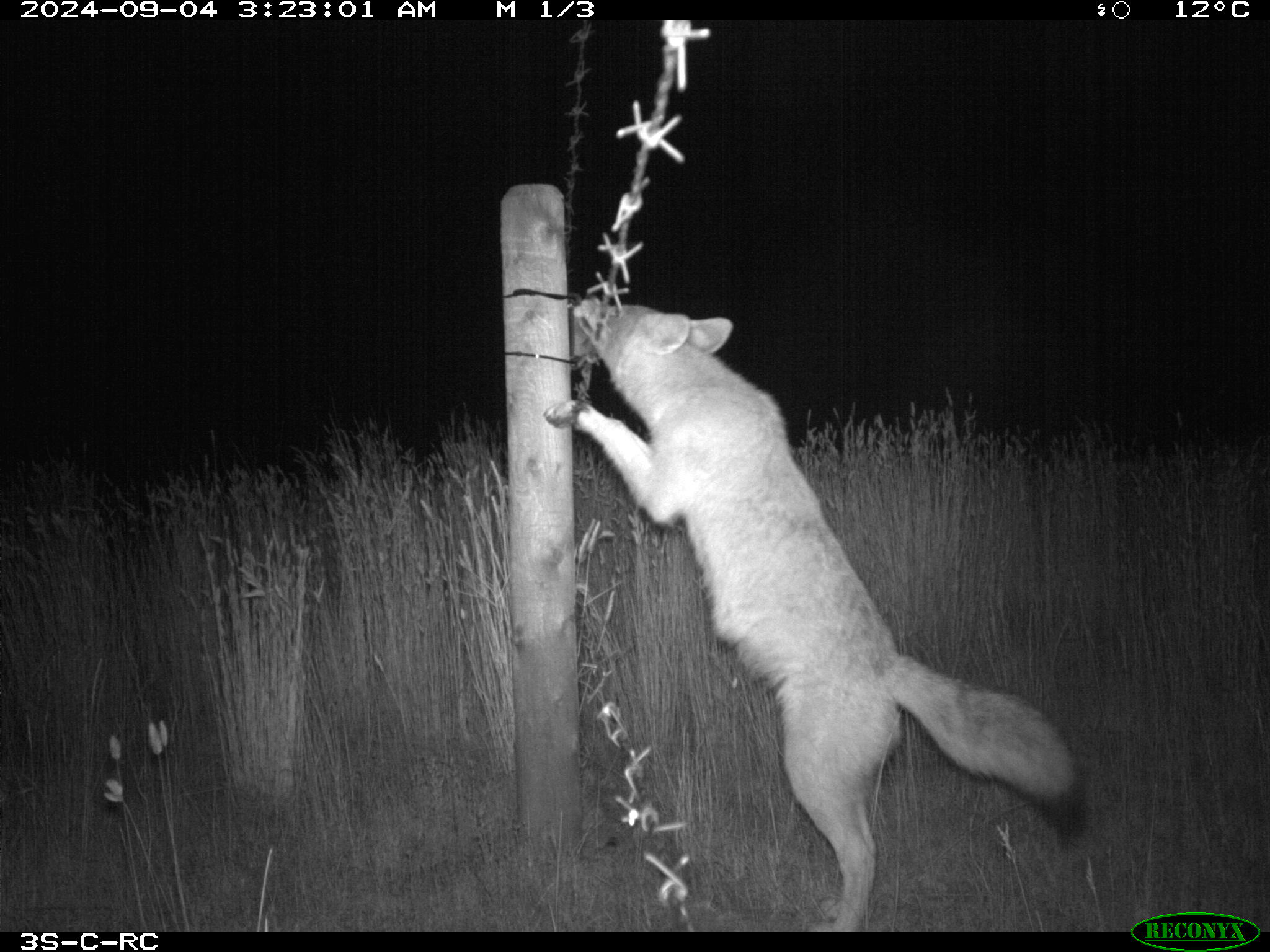 Wildlife camera photo