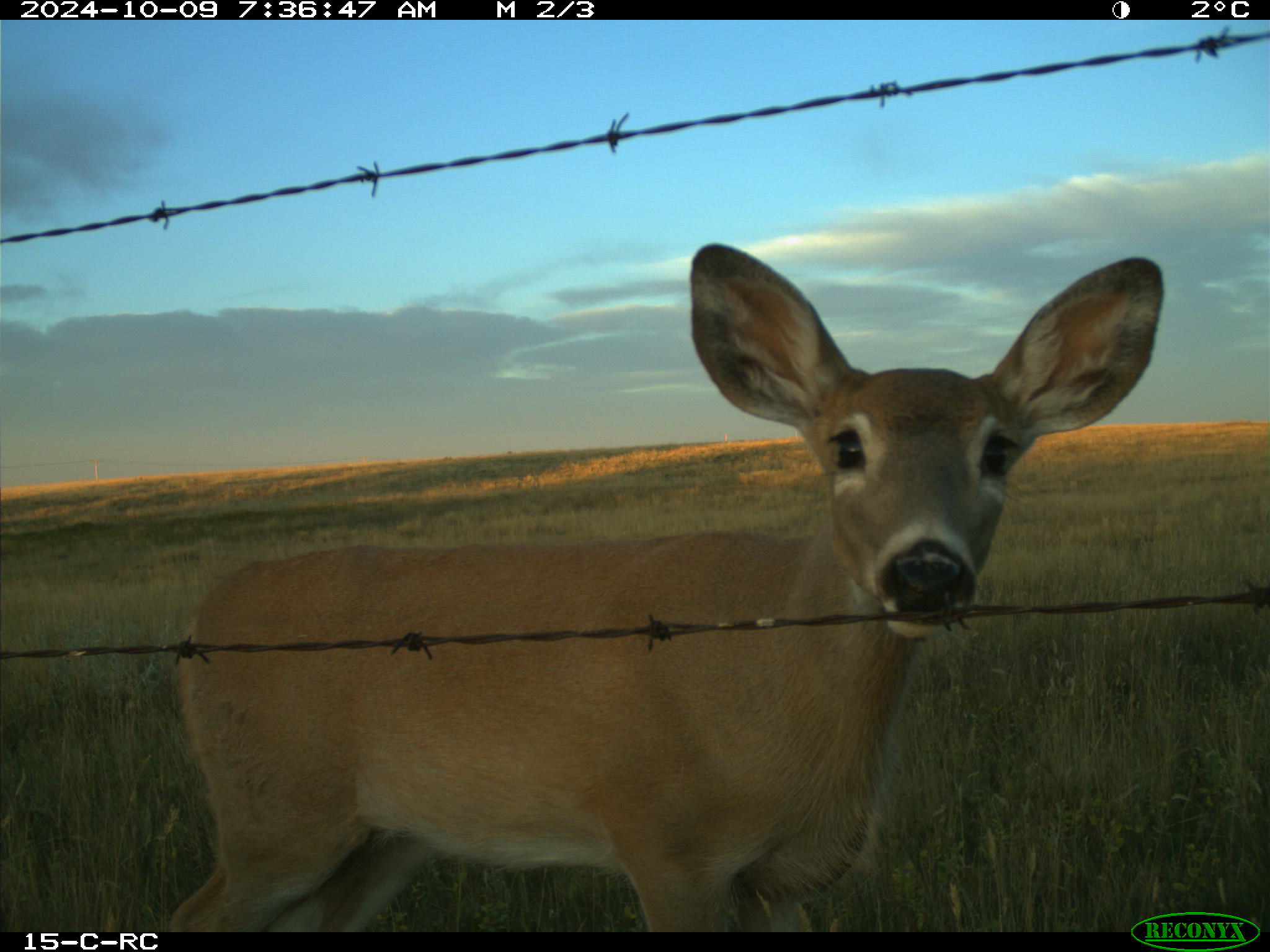 Wildlife camera photo