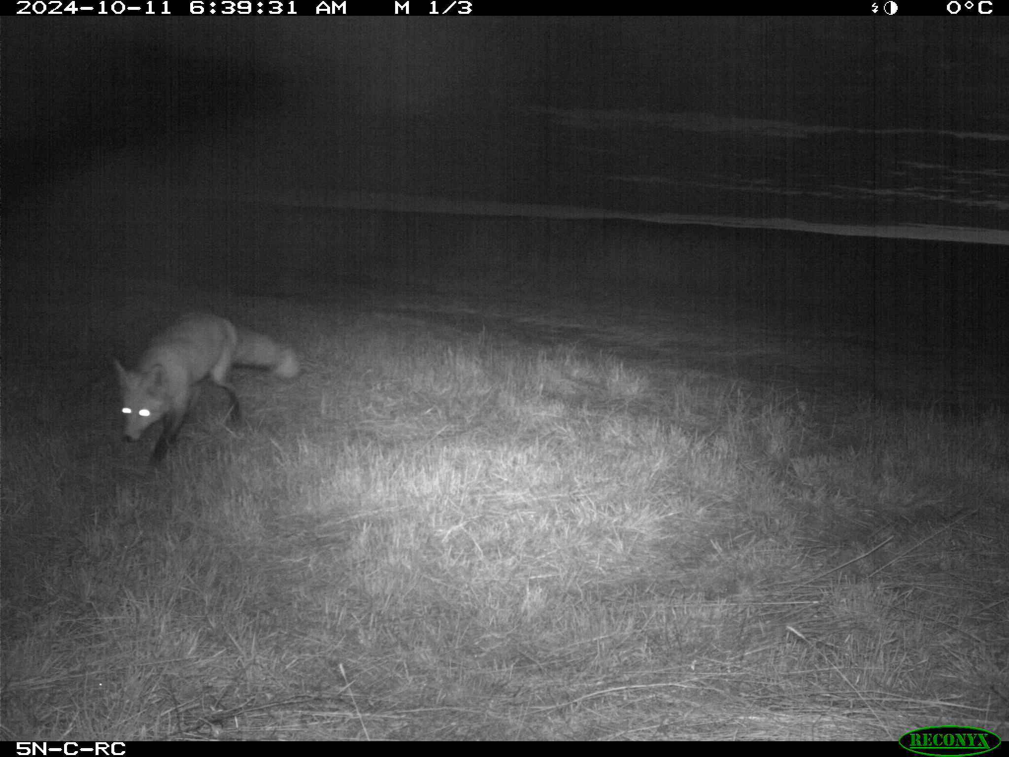Wildlife camera photo
