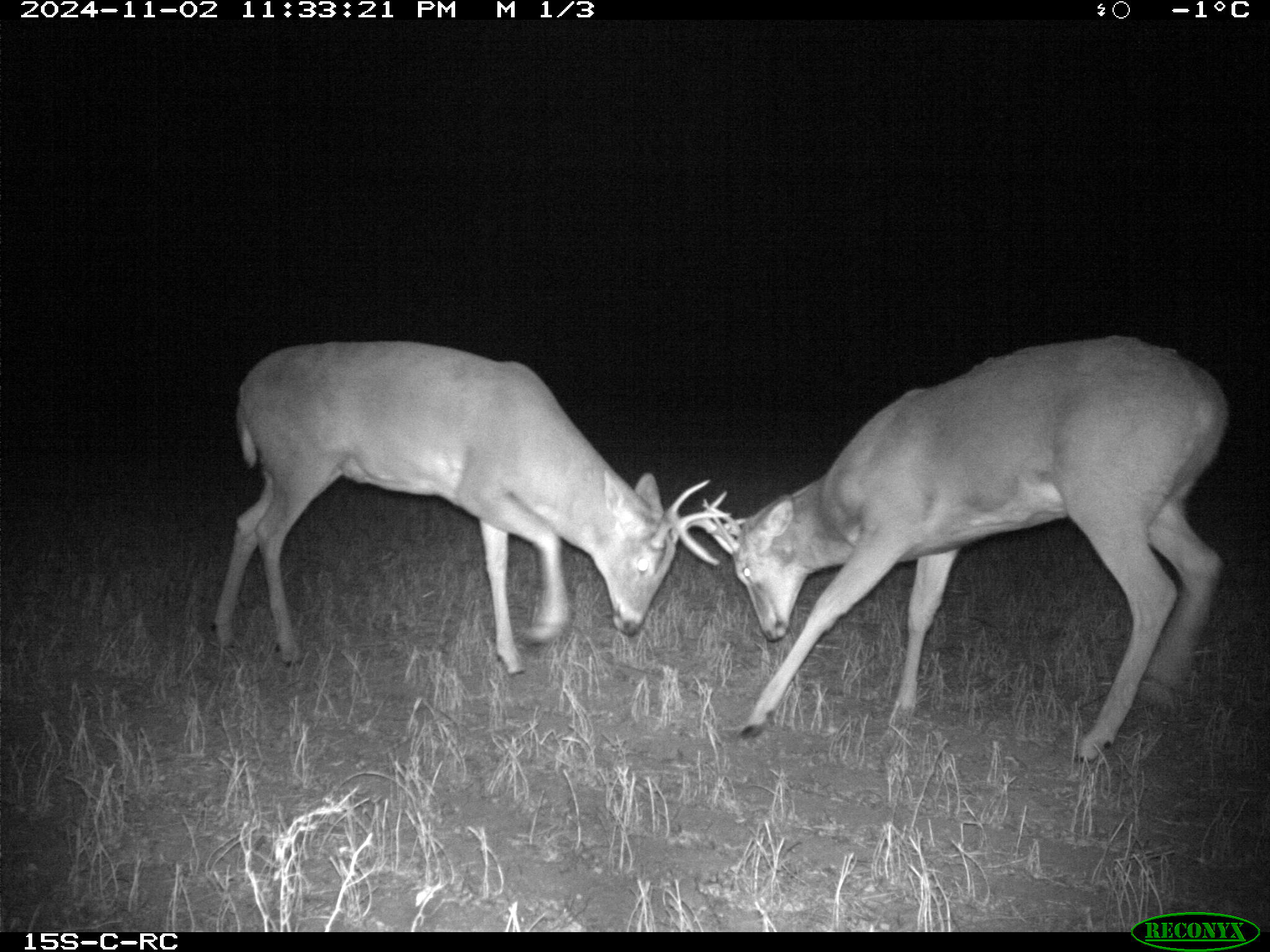 Wildlife camera photo