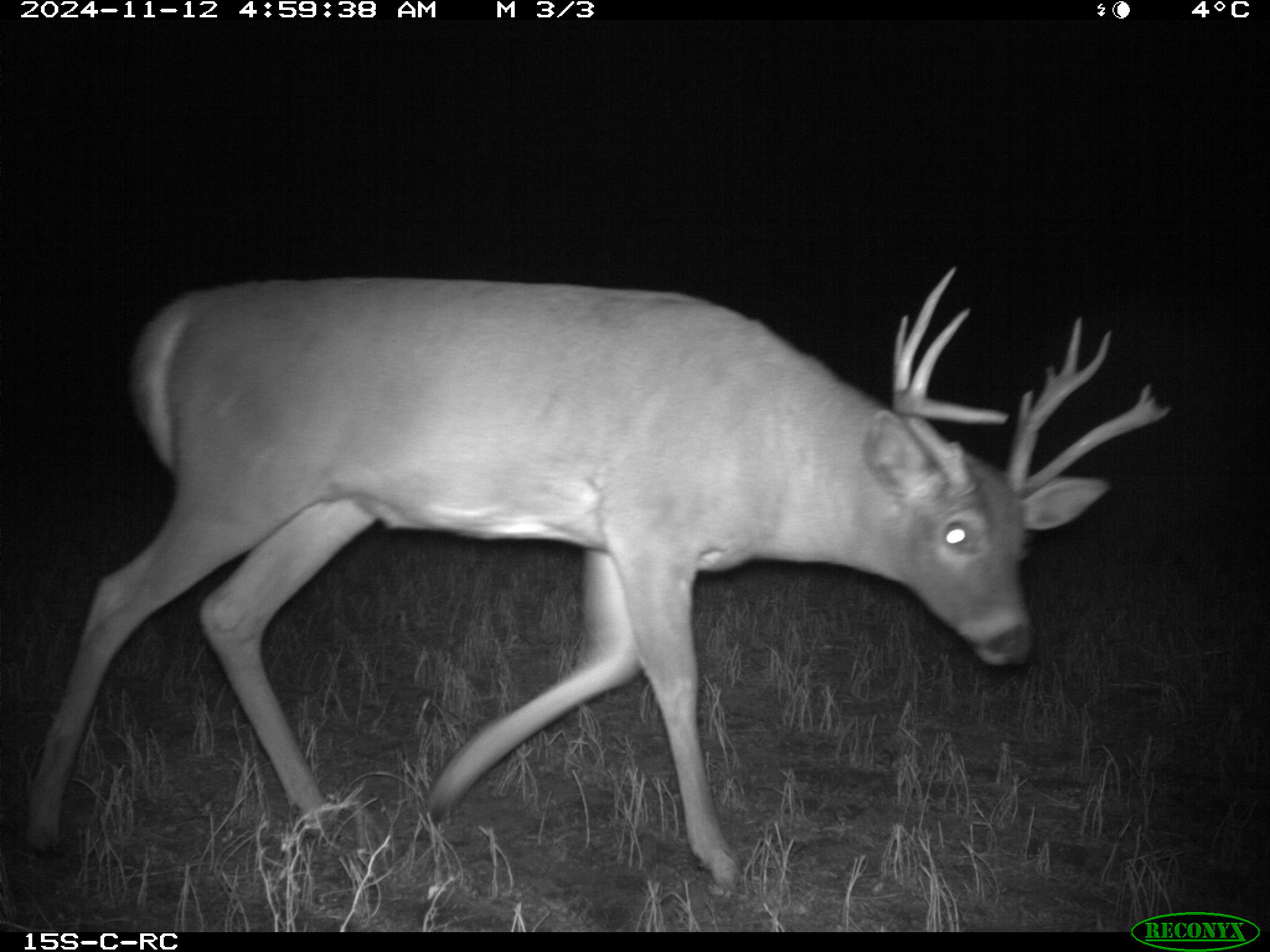 Wildlife camera photo
