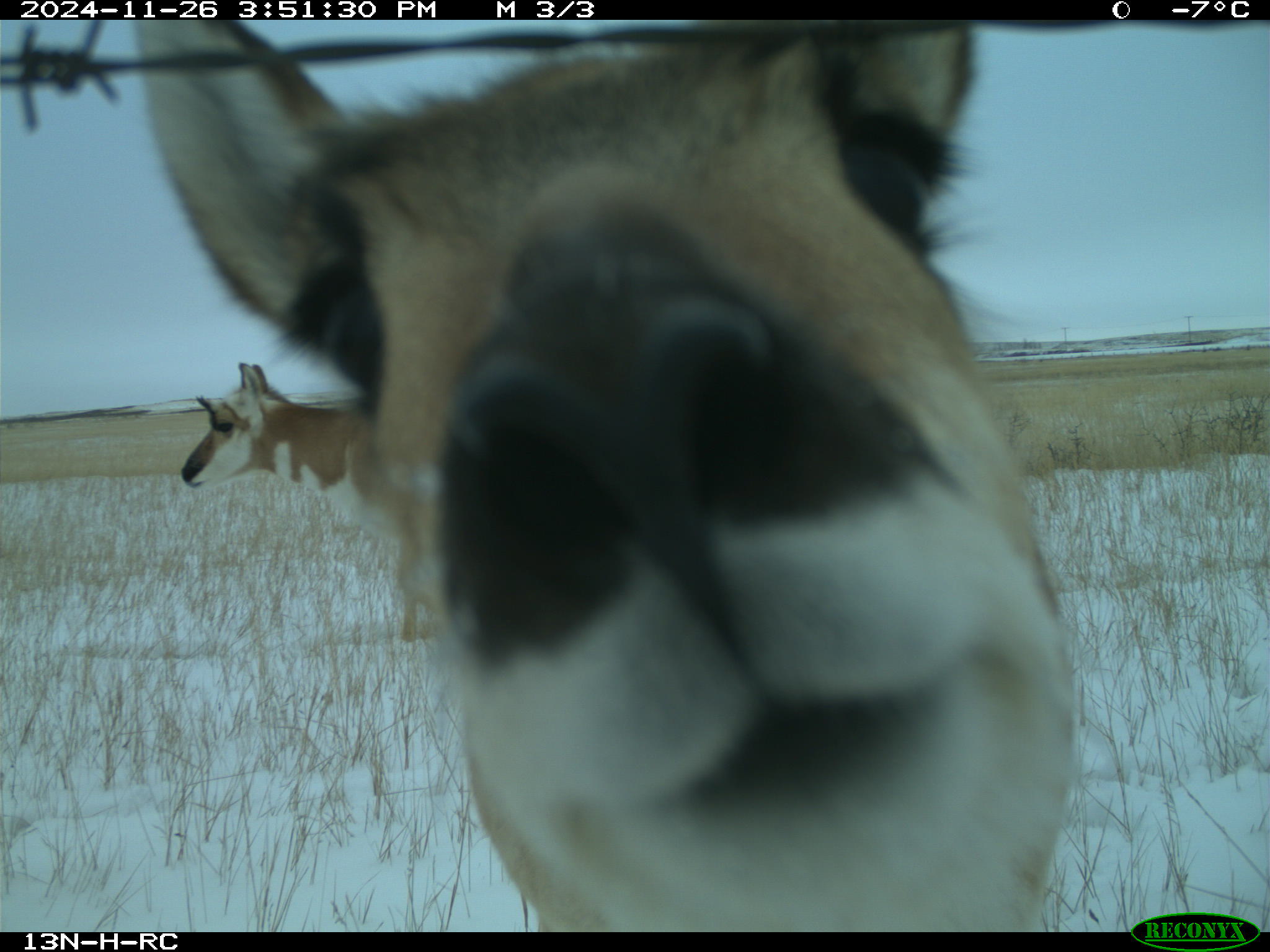 Wildlife camera photo