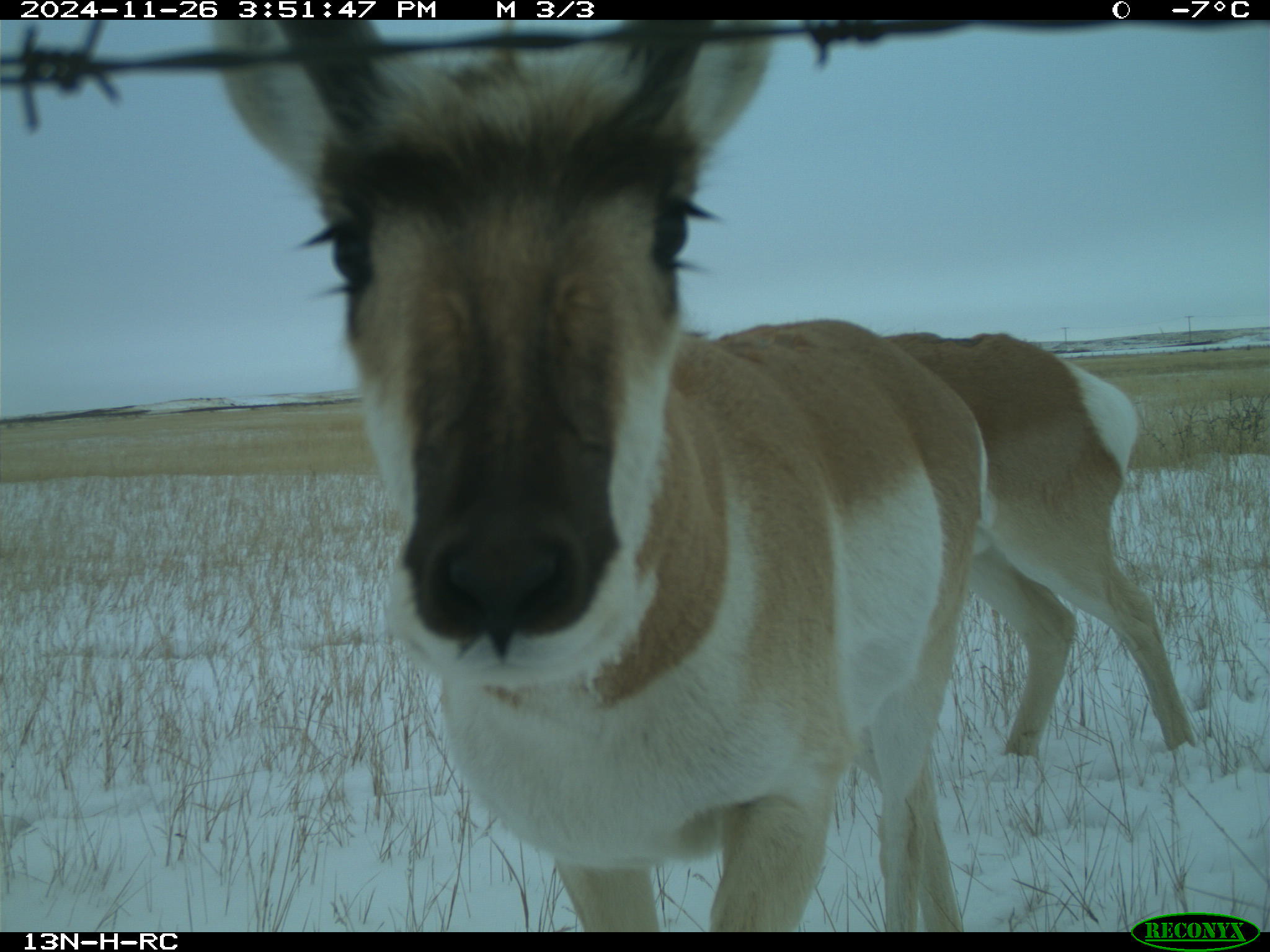 Wildlife camera photo