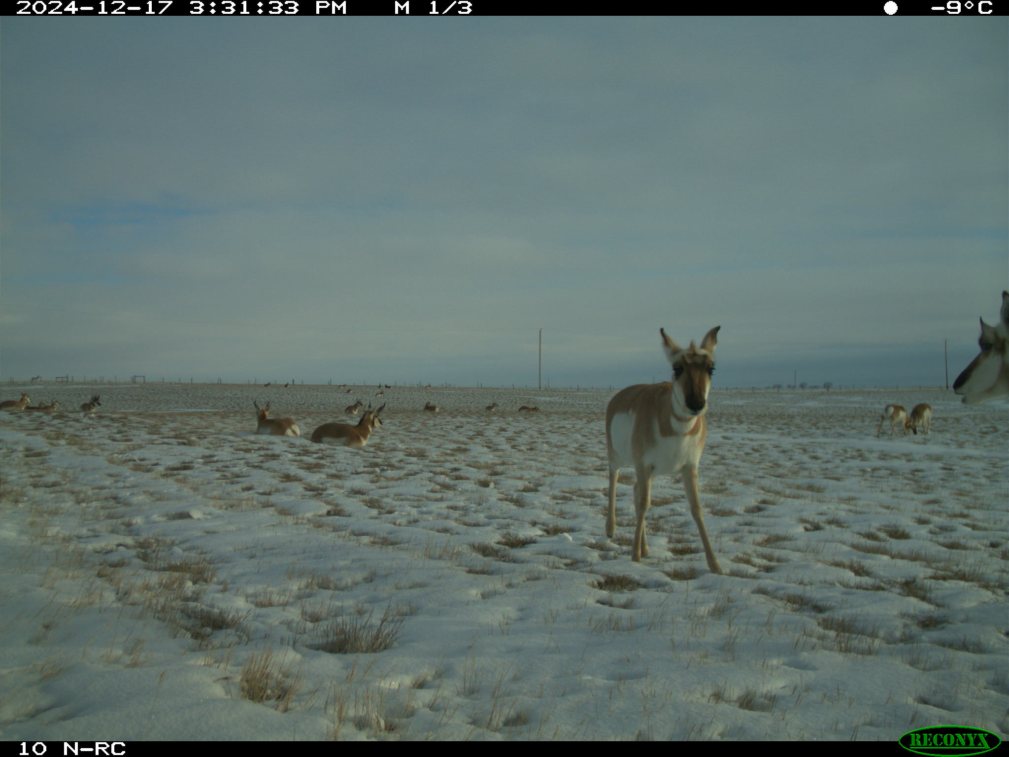 Wildlife camera photo