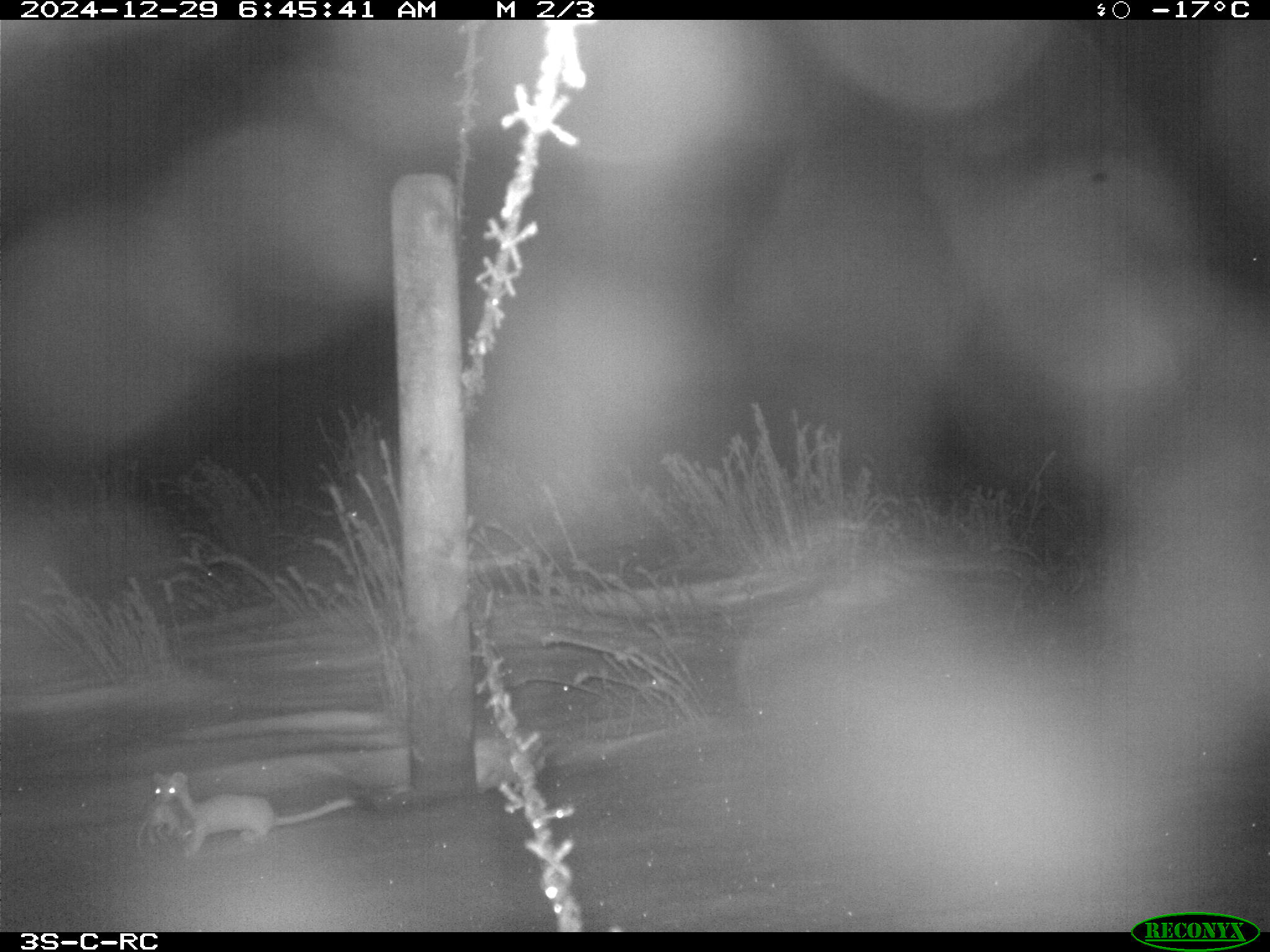 Wildlife camera photo