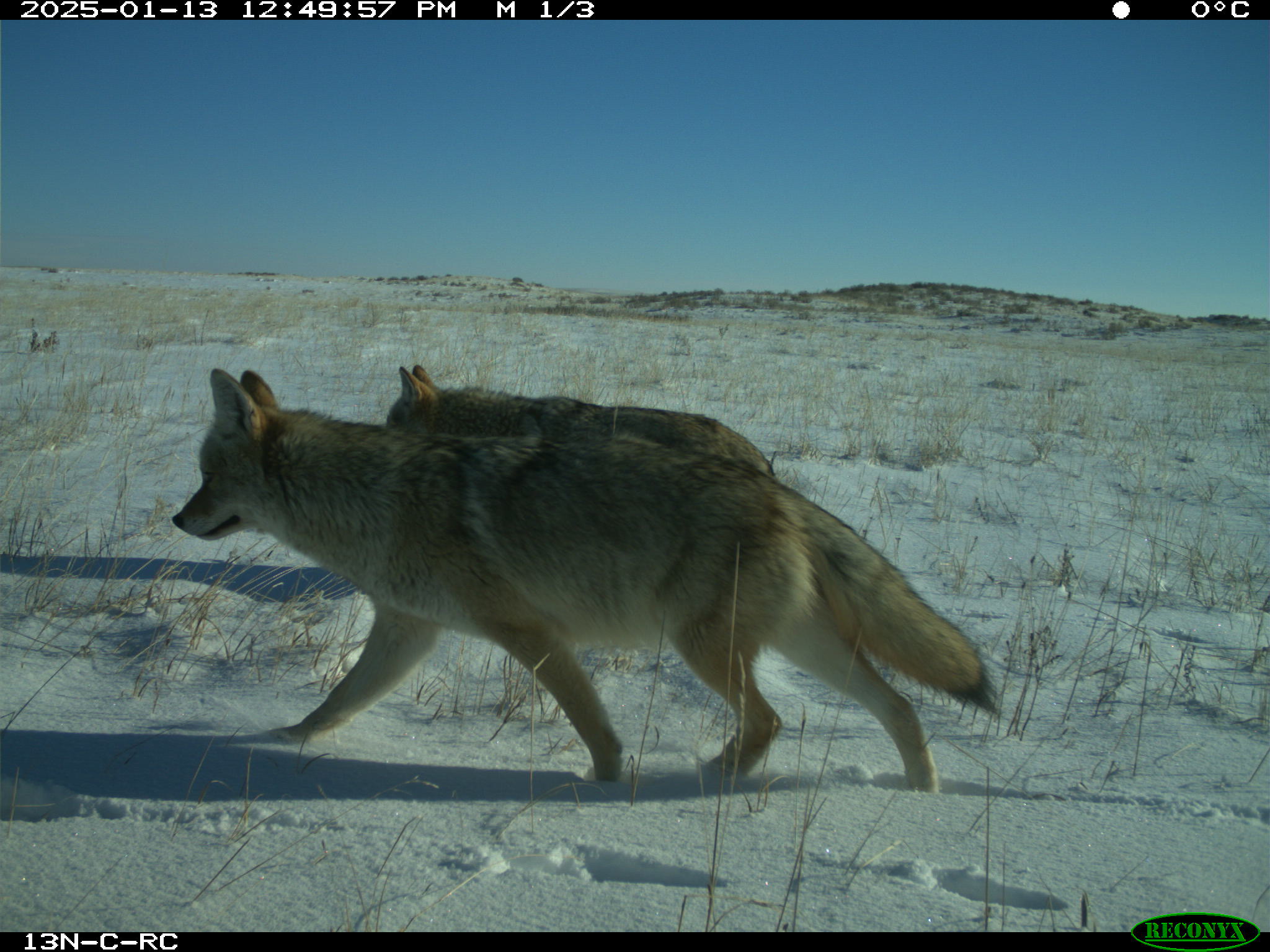 Wildlife camera photo