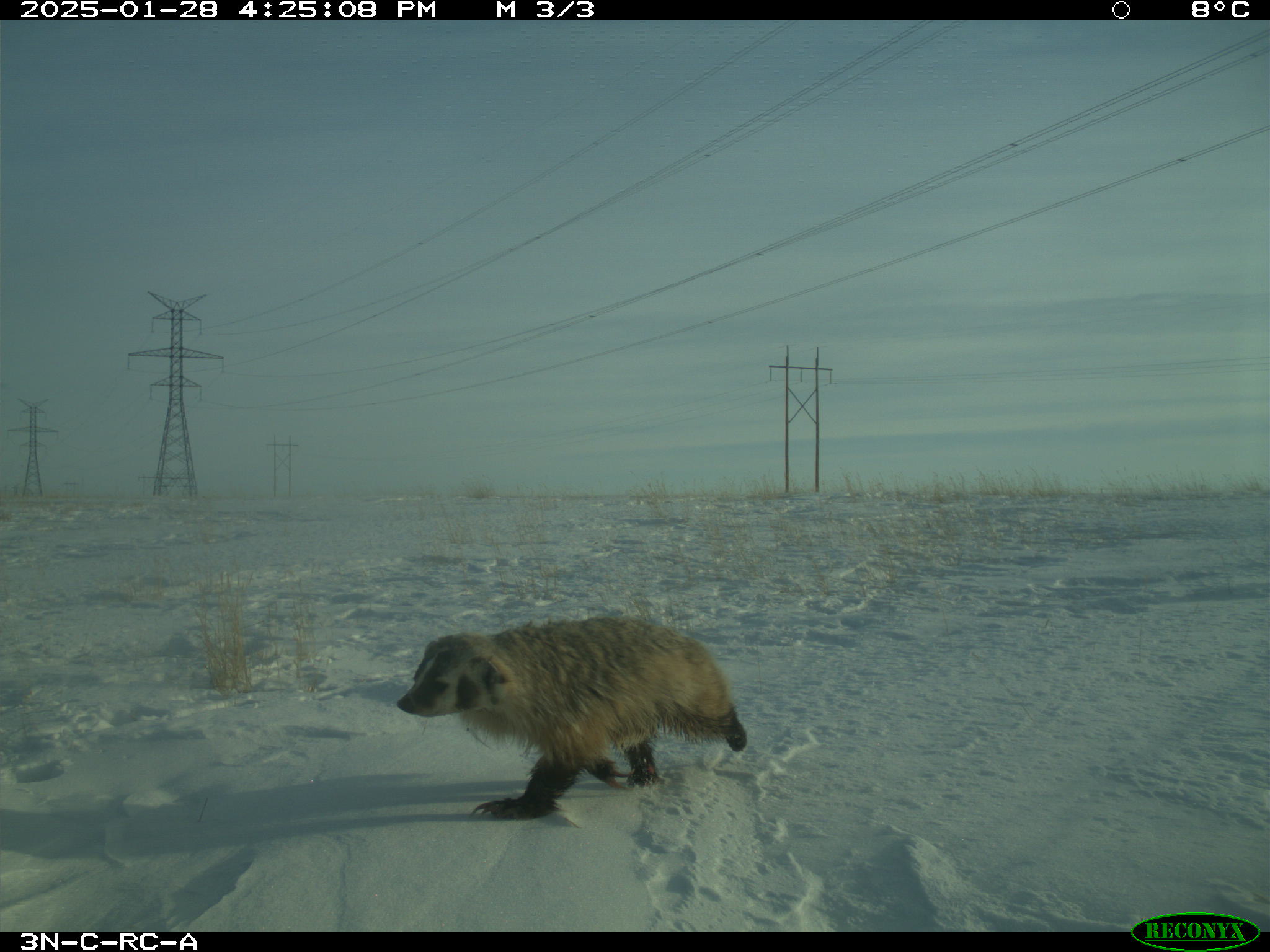 Wildlife camera photo