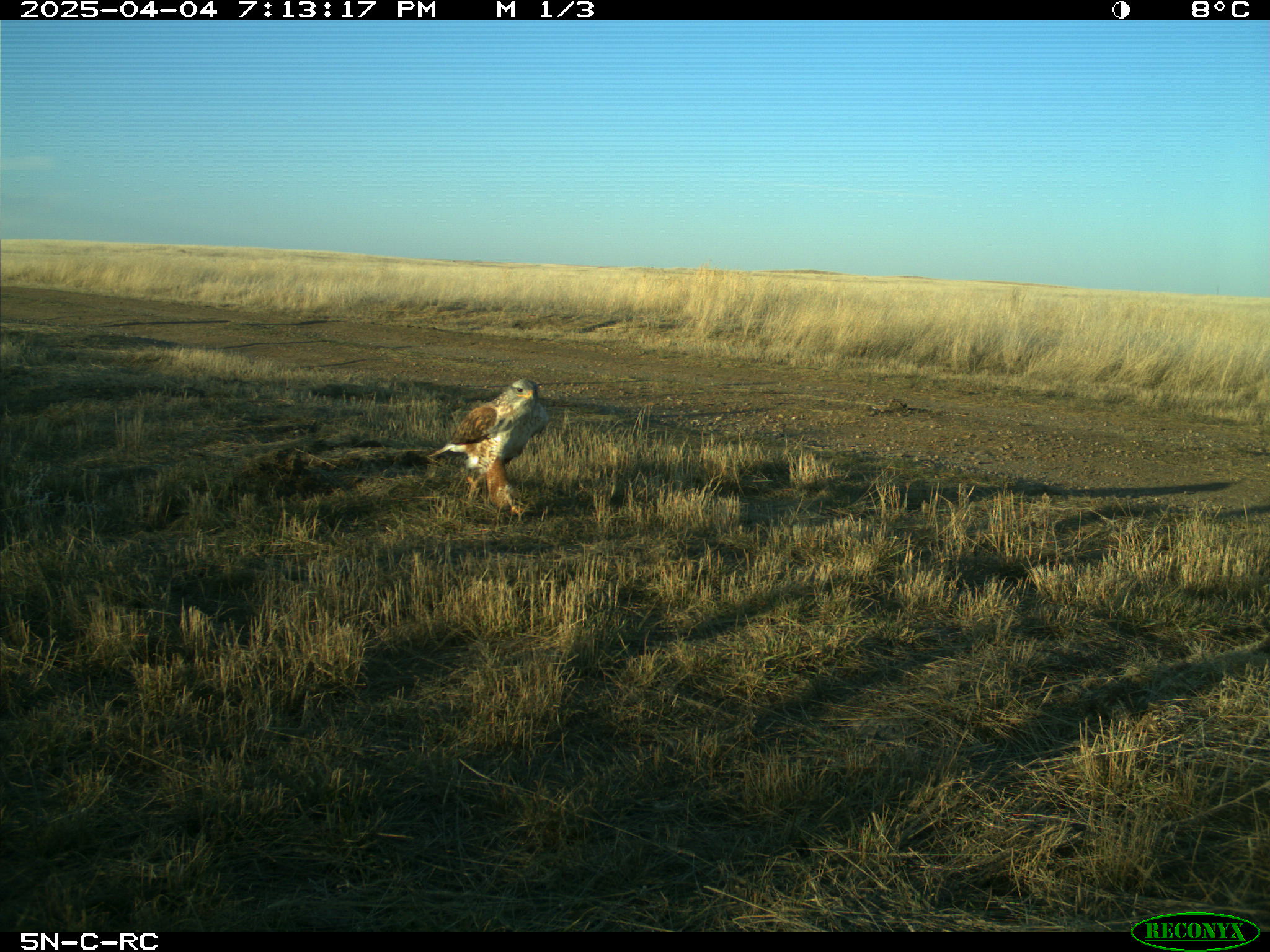 Wildlife camera photo
