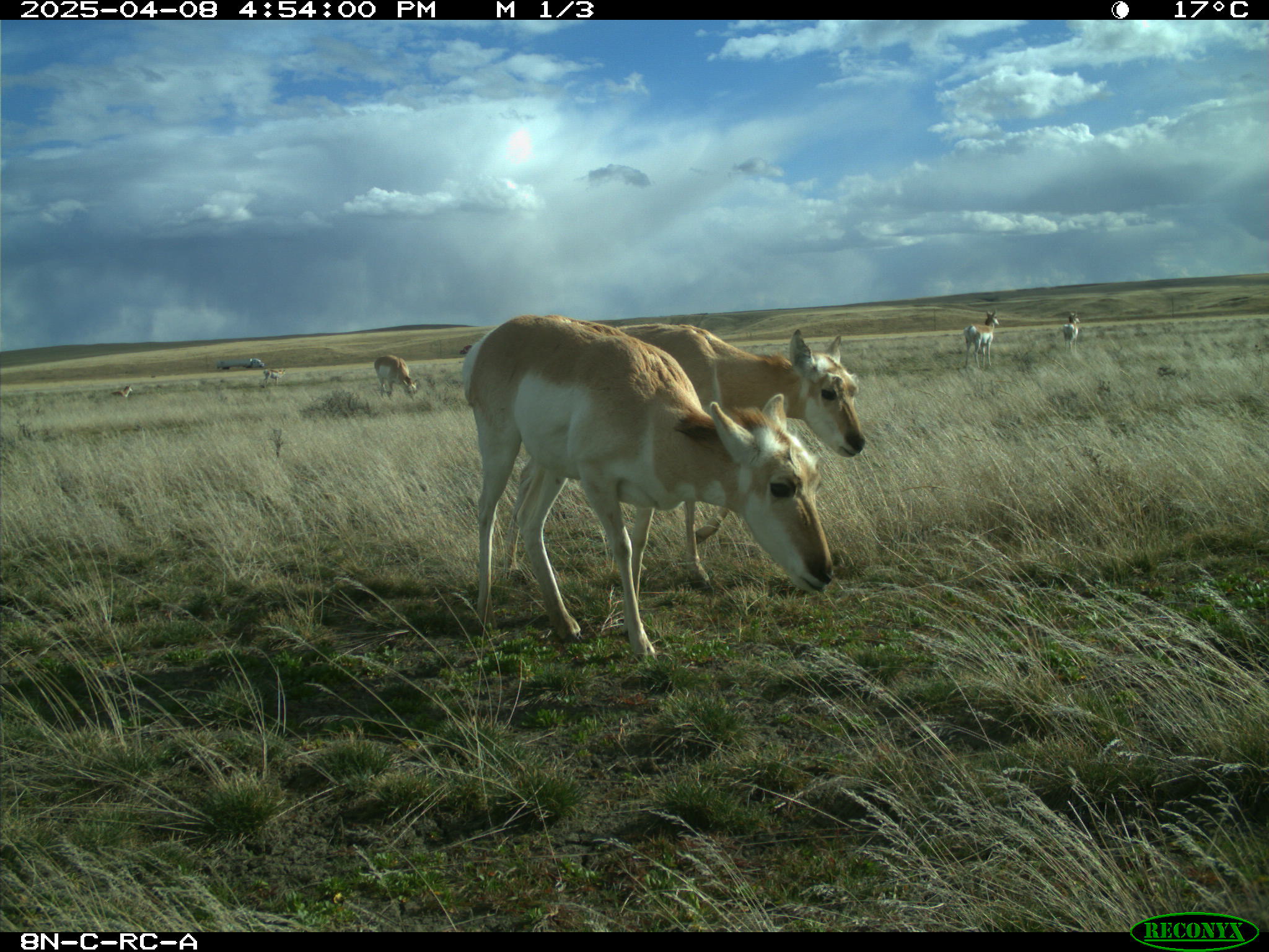 Wildlife camera photo