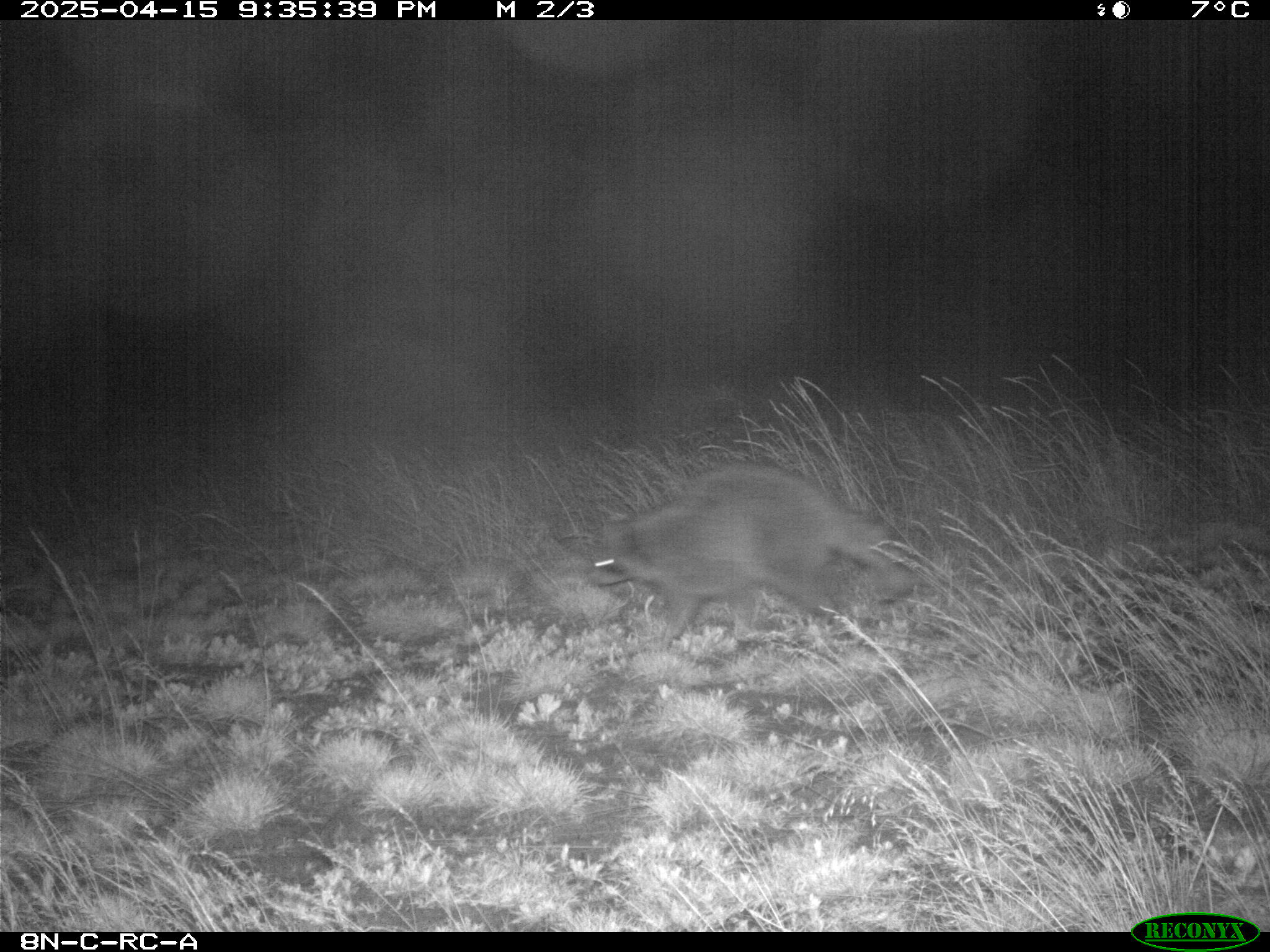 Wildlife camera photo