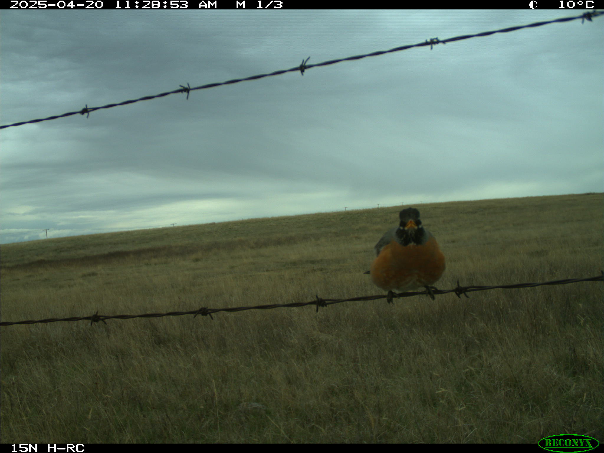 Wildlife camera photo