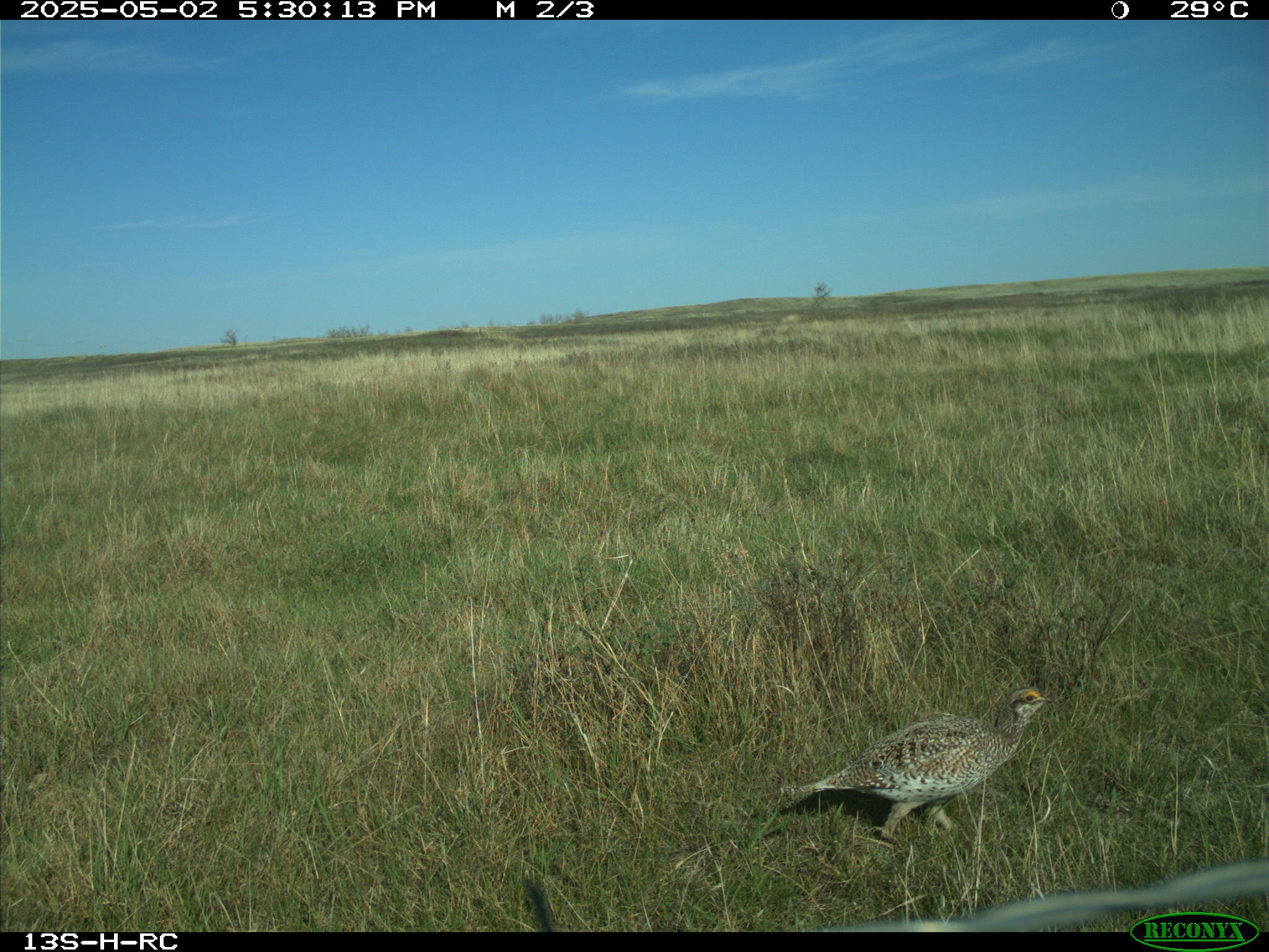 Wildlife camera photo