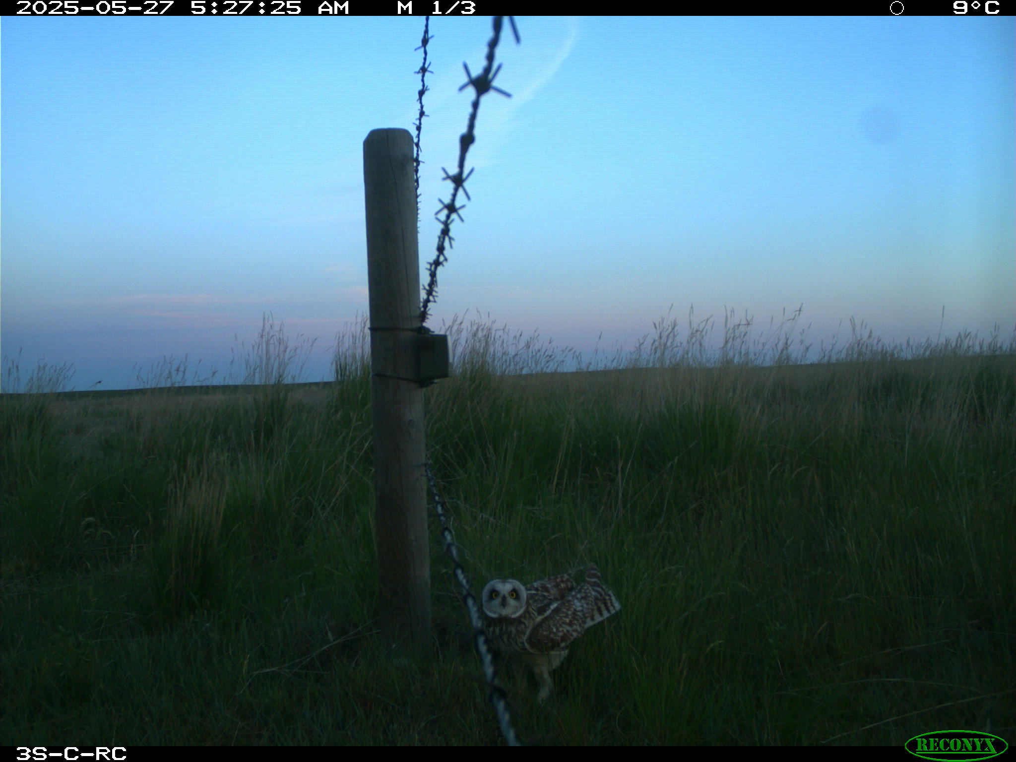 Wildlife camera photo