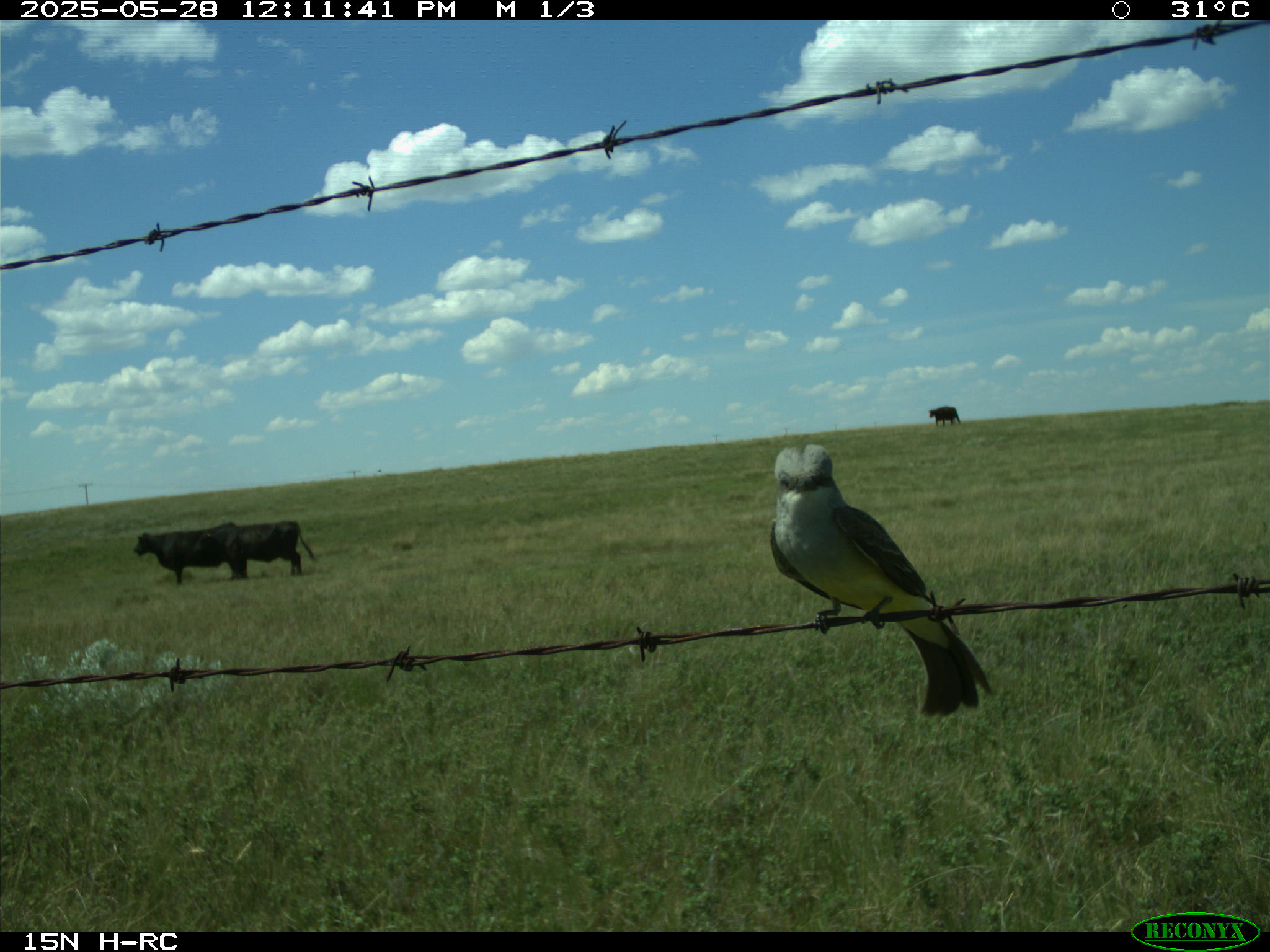 Wildlife camera photo