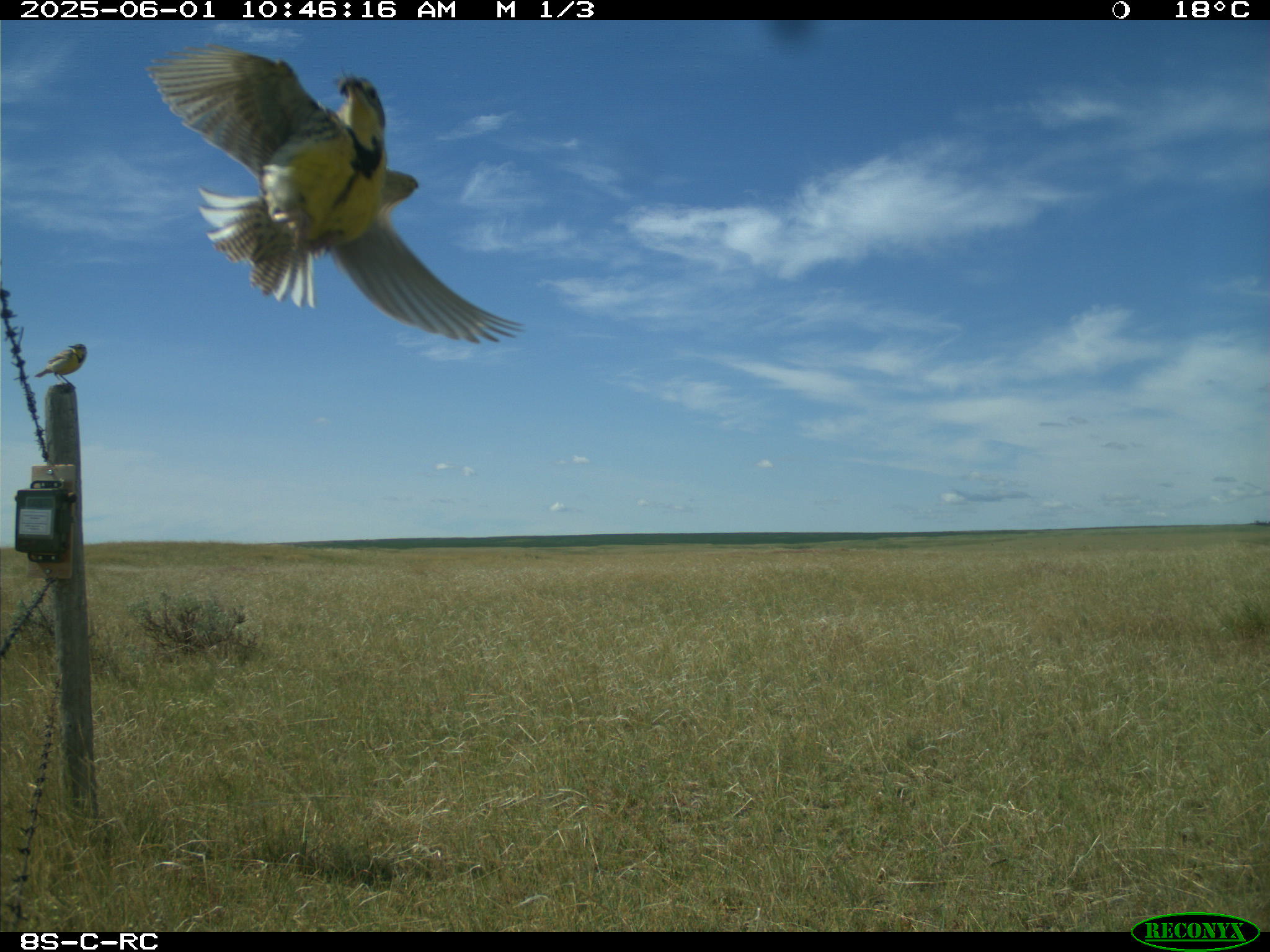 Wildlife camera photo