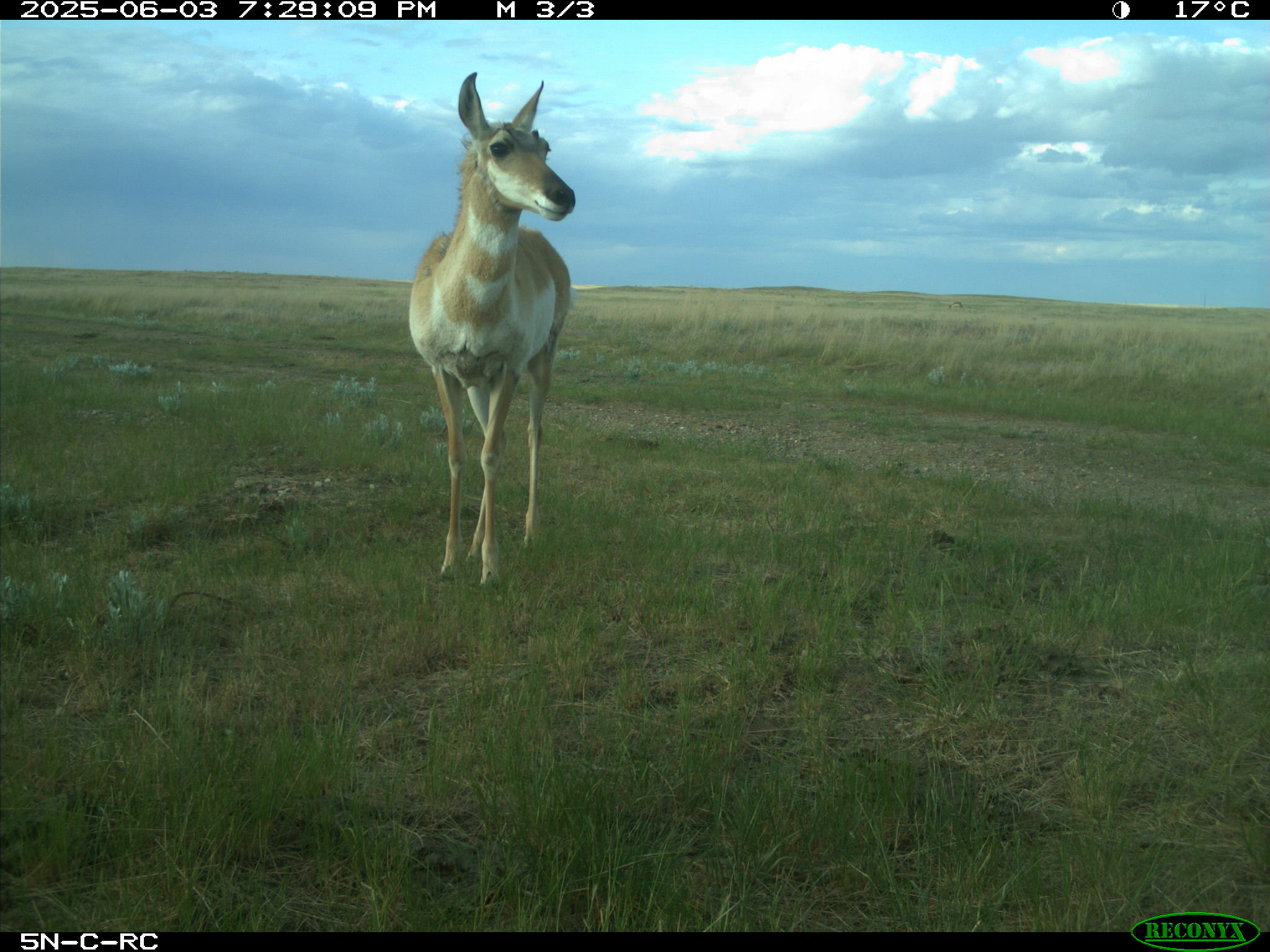Wildlife camera photo