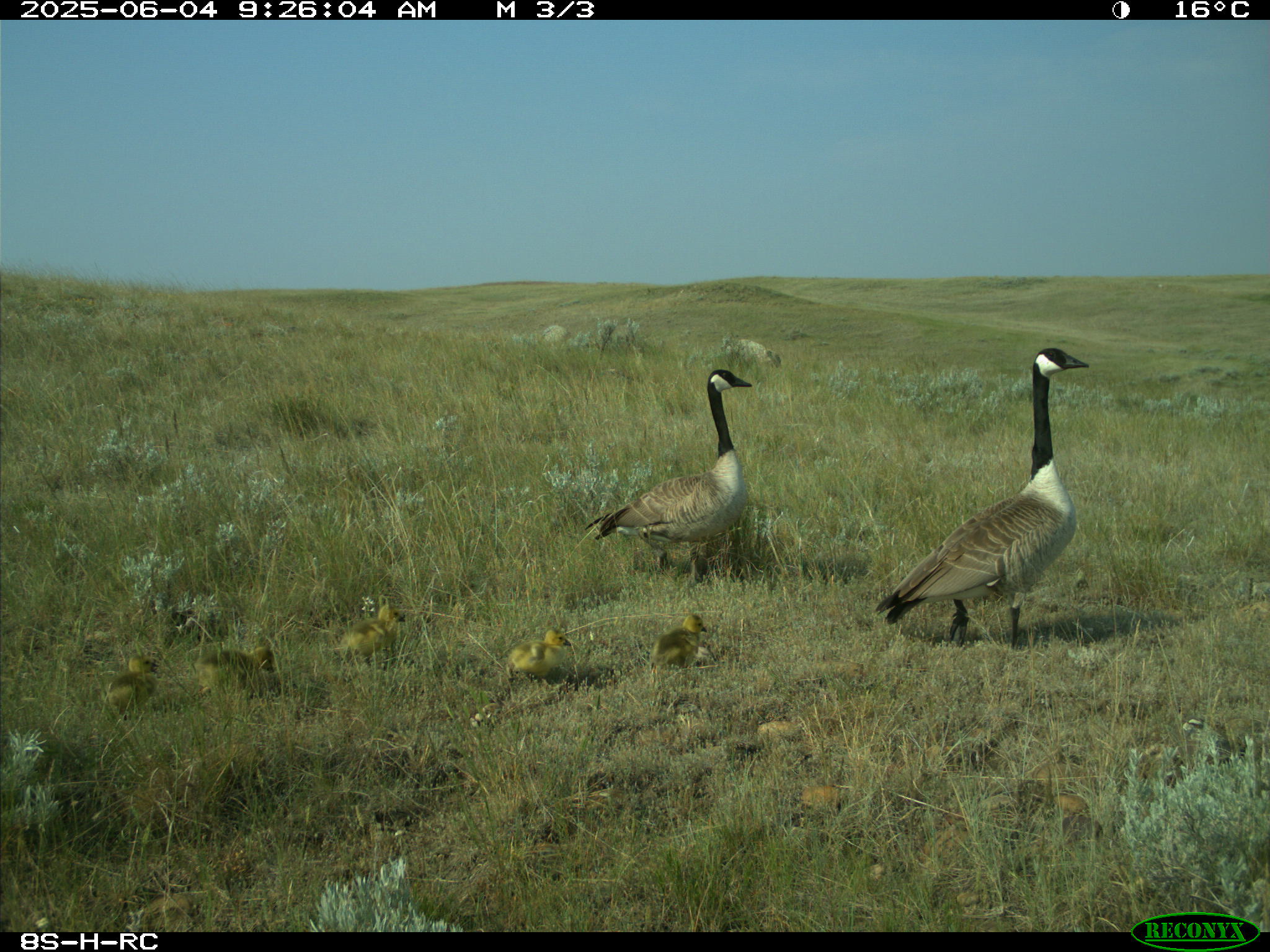 Wildlife camera photo