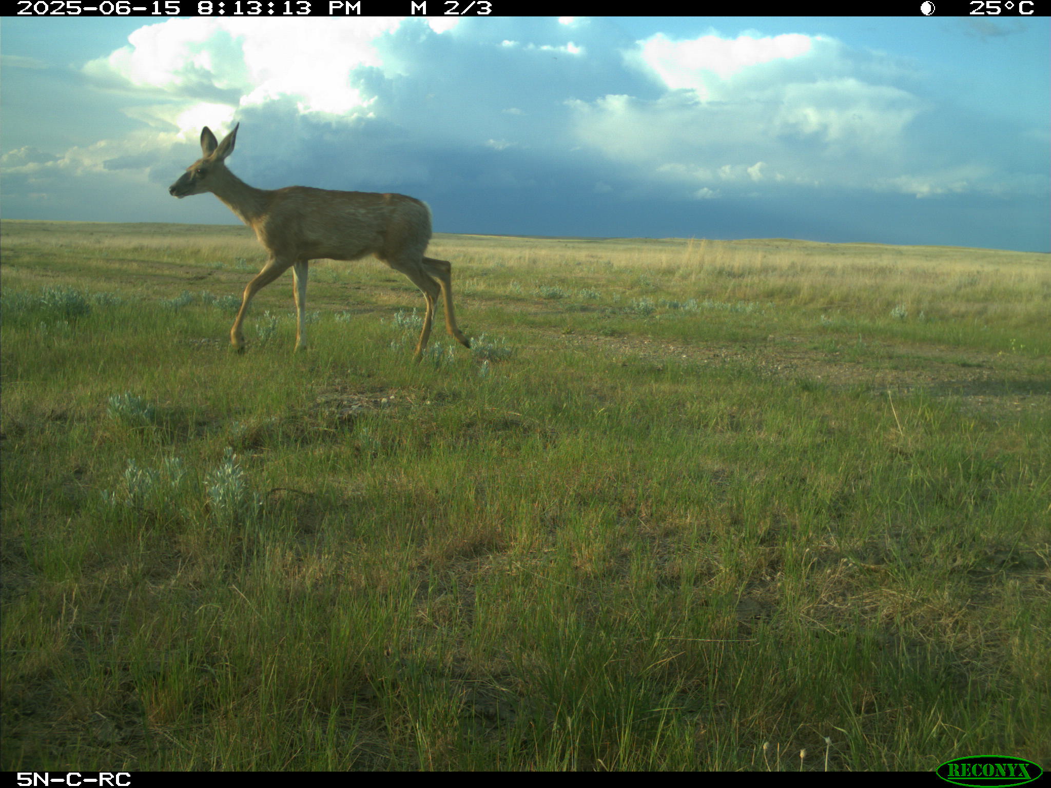 Wildlife camera photo