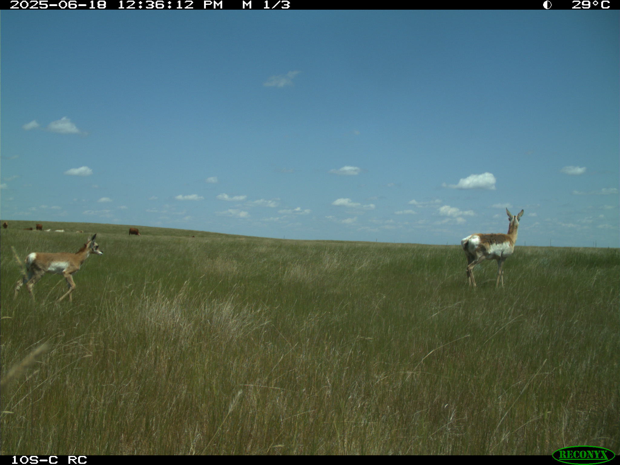 Wildlife camera photo