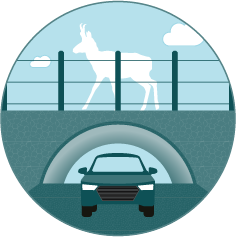 Illustration of a pronghorn using a wildlife overpass above a road