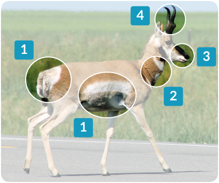 Pronghorn identification photo